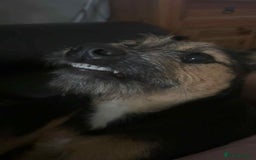 Mixed Breed dogs for sale: Mixed terrier  - Image 3
