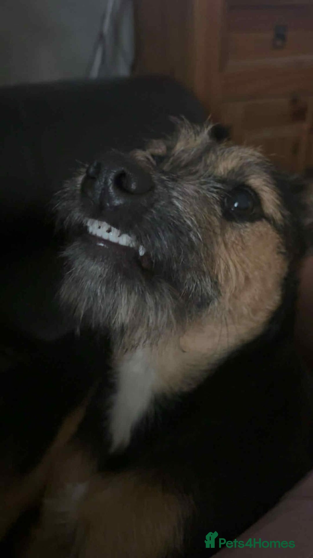 Mixed Breed dogs for sale: Mixed terrier  - Image 3