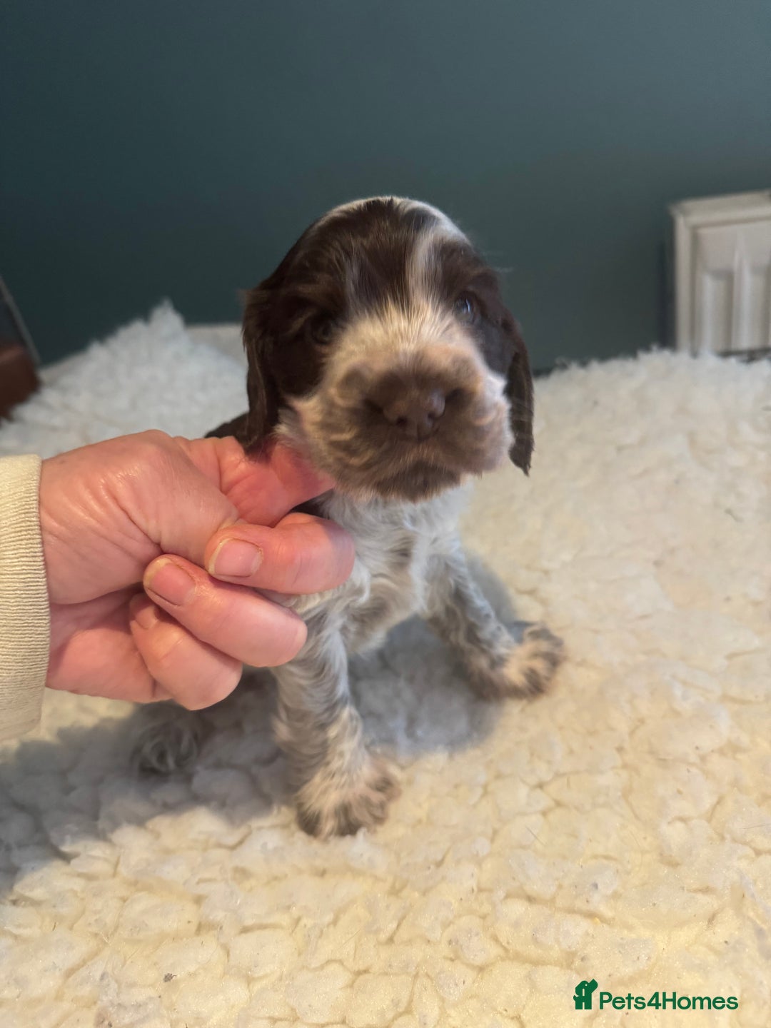 Cocker Spaniel dogs for sale: Two Exceptional girl English Show Cockers - Advert 4