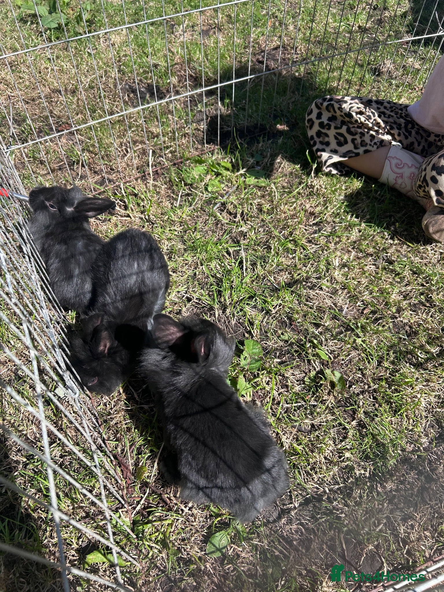 Mixed Breed rabbits Lionhead cross babys - Advert 1