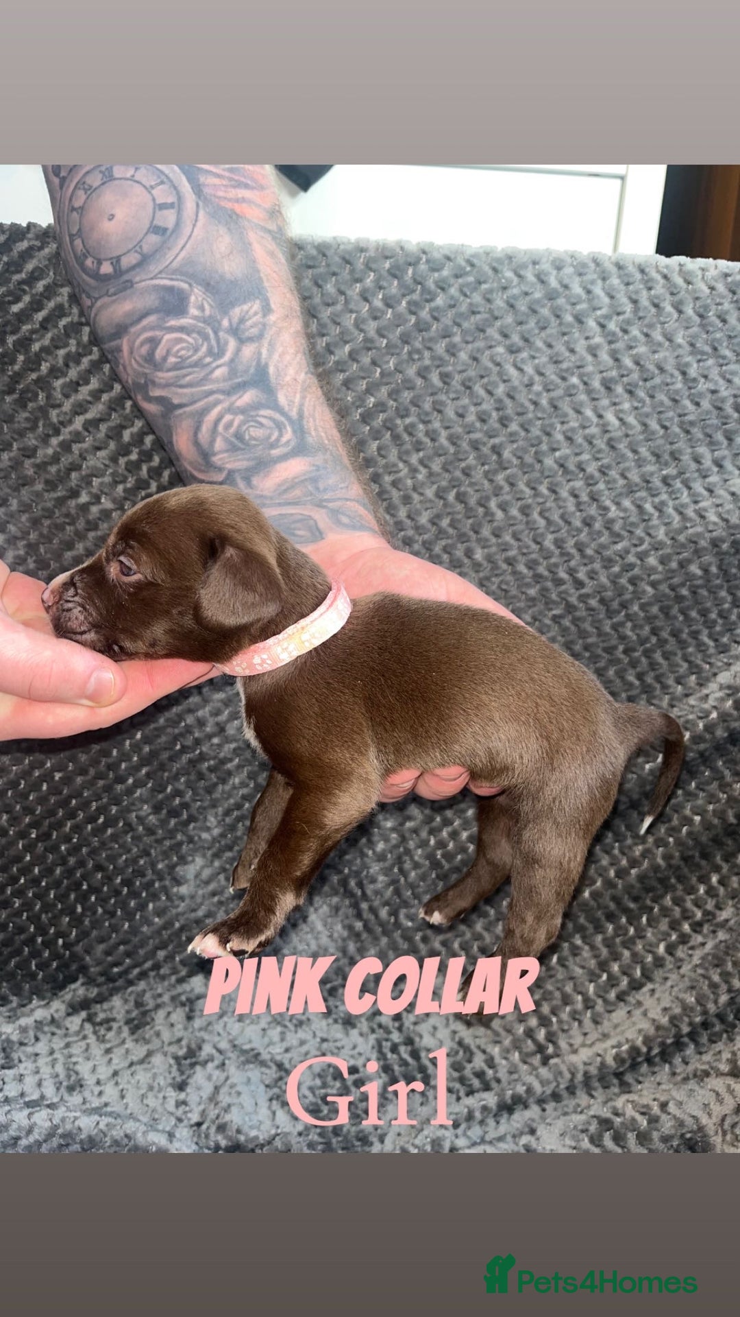 Mixed Breed dogs for sale: 11 Lurcher x Staffy pups for Sale! - Advert 17