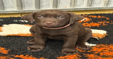 Labrador Retriever dogs - Advert 5