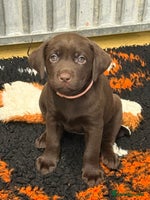 Labrador Retriever dogs - Advert 6