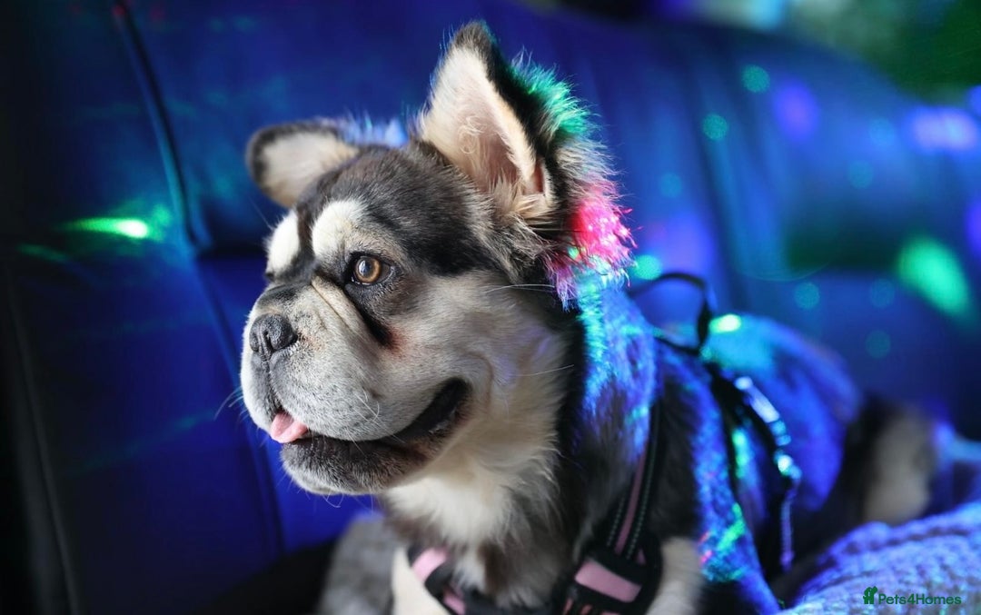 French Bulldog dogs for sale: KC reg+4 panel health+DNA EA Husky Female pup - Advert 11