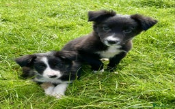 Border Collie dogs for sale: Beautiful Collie Puppies  - Image 12