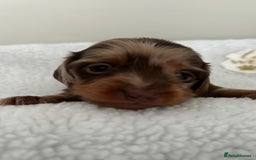 Miniature Dachshund dogs for sale: 🤍🐾 READY NEXT WEEK 🐾🤍 - Image 25