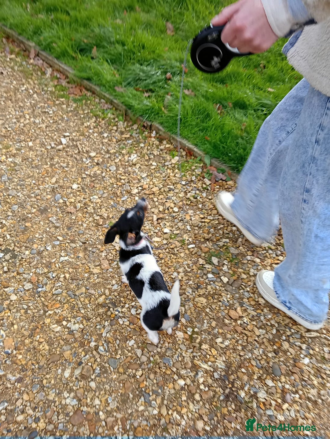 Mixed Breed dogs for sale: Female jack russell  - Advert 6