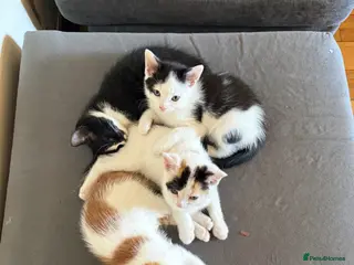 Mixed Breed cats Kittens ready for new home - Advert 2