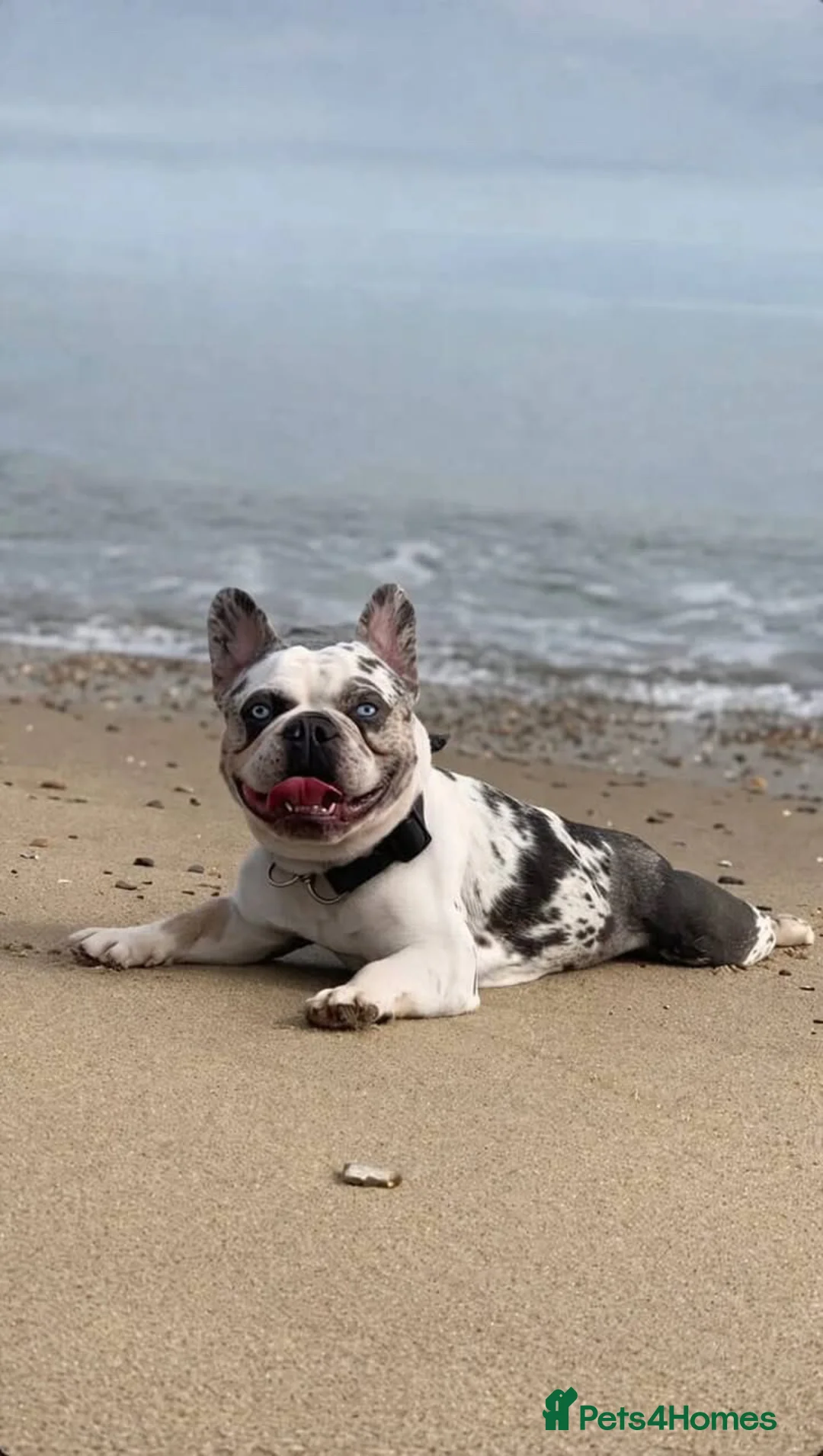 French Bulldog dogs for stud: ‼️FIRST 3 FEMALES AT A DISCOUNTED FEE‼️koitastic in Clacton-on-Sea - Advert 2