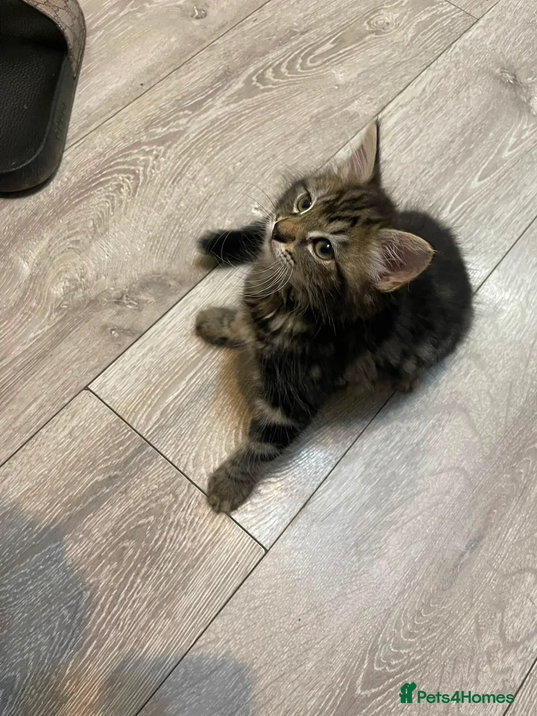 Mixed Breed cats for sale: Reduced kittens for sale  - Advert 6