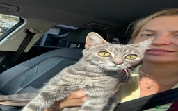 Mixed Breed cats for adoption: Catarina for adoption - Advert 1