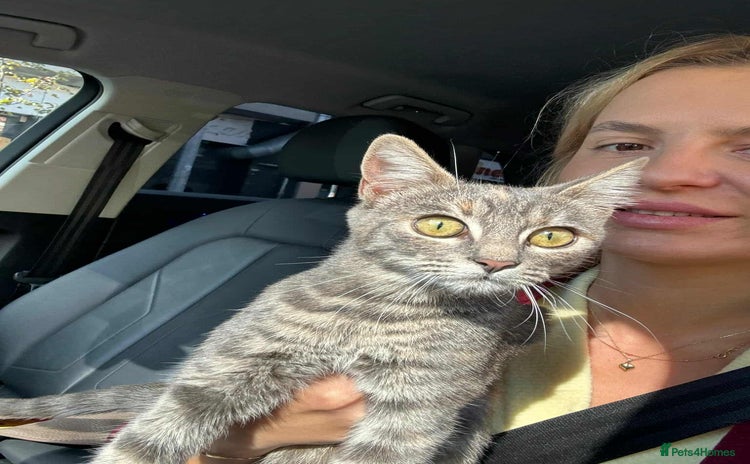 Mixed Breed cats Catarina for adoption - Advert 1