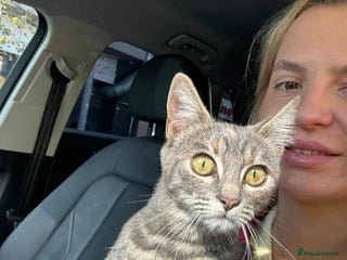 Mixed Breed cats Catarina for adoption - Advert 1