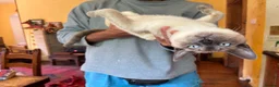 Tonkinese cats for sale: Exquisite Kittens- Tonkinese Dolls - Advert 12