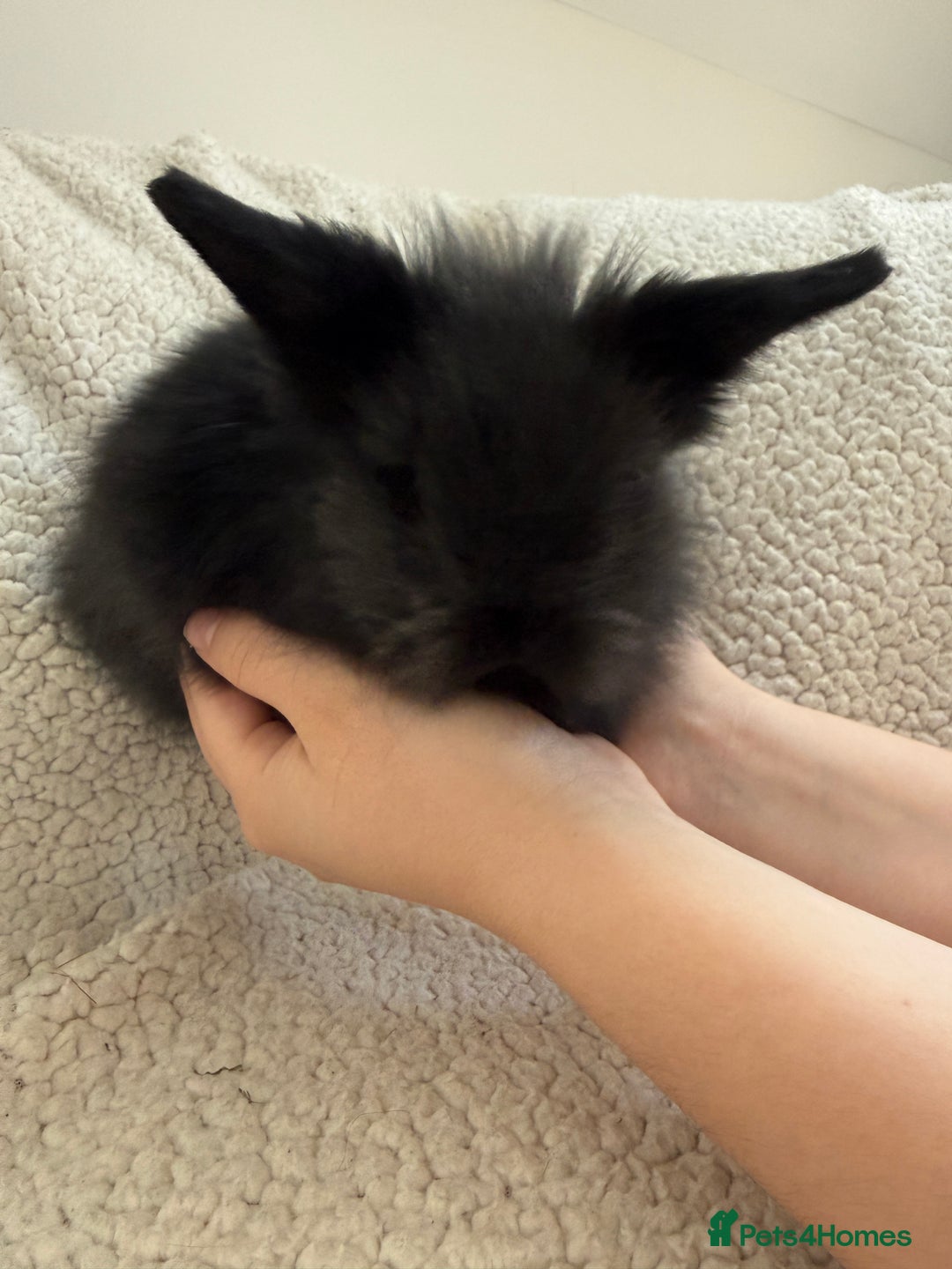 Angora rabbits for sale: Teddy bear bunnies  - Advert 5