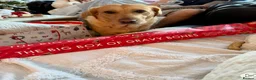Labrador Retriever dogs for sale: Labrador girl 6 years  - Advert 2