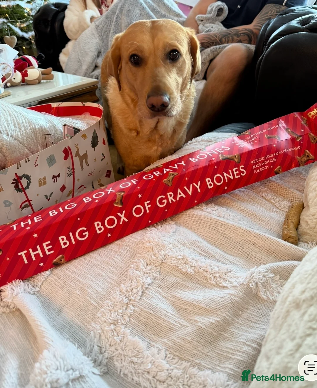 Labrador Retriever dogs for sale: Labrador girl 6 years  - Advert 2