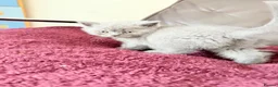 British Shorthair cats for sale: Pure-breed British Shorthair Kittens - Advert 9