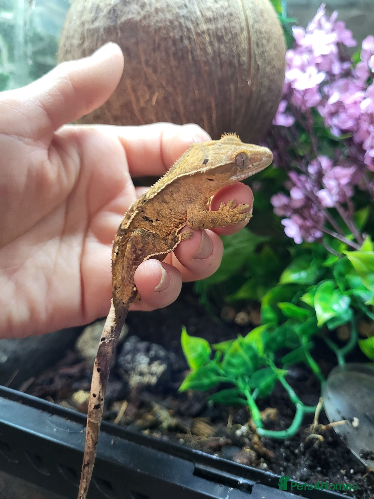 Gecko reptiles Friendly cresty and bioactive set up - Advert 4