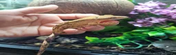 Gecko reptiles for sale: Friendly cresty and bioactive set up - Advert 1