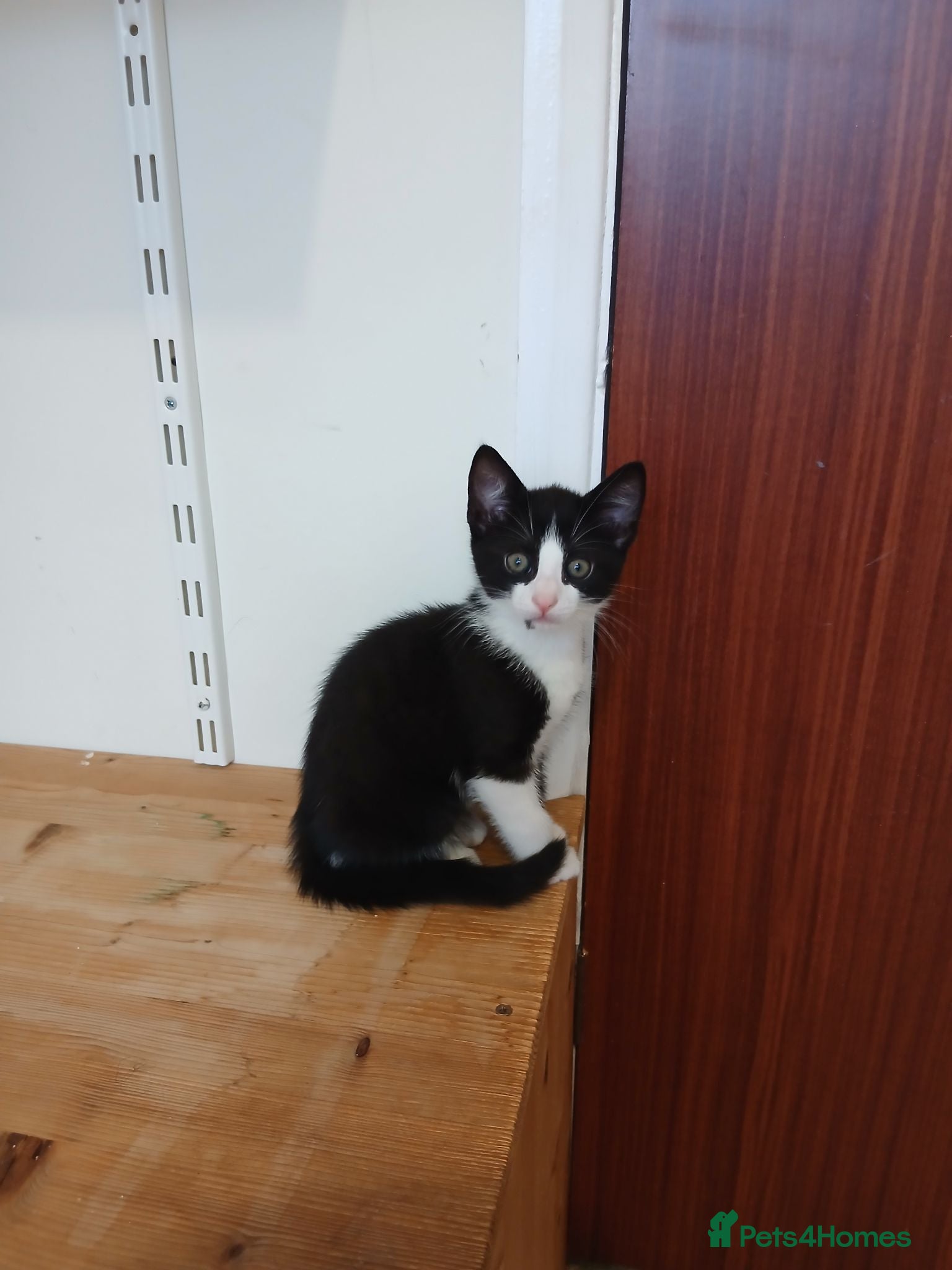 Mixed Breed cats Kittens for sale. - Advert 14