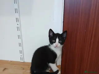 Mixed Breed cats Kittens for sale. - Advert 14