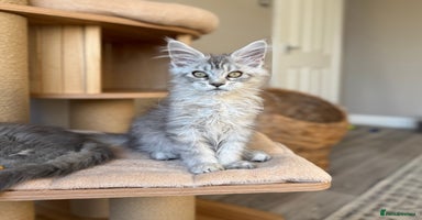 Maine Coon cats - Advert 2