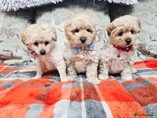 Cockapoo dogs 3 litlle puppy waiting for them forever home! - Advert 12