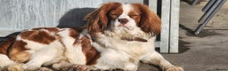 Cavalier King Charles Spaniel dogs for stud: Chocolate KC Health Tested Blenheim Stud - Advert 1