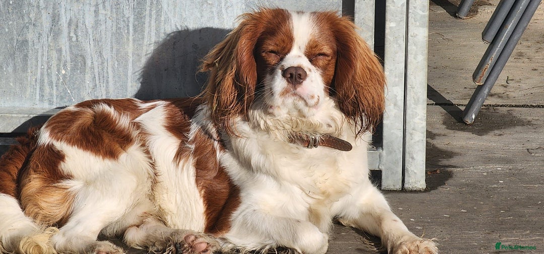 Cavalier King Charles Spaniel dogs for stud: Chocolate KC Health Tested Blenheim Stud - Advert 1