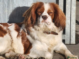 Cavalier King Charles Spaniel dogs Chocolate KC Health Tested Blenheim Stud - Advert 6