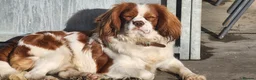 Cavalier King Charles Spaniel dogs for stud: Chocolate KC Health Tested Blenheim Stud - Advert 1