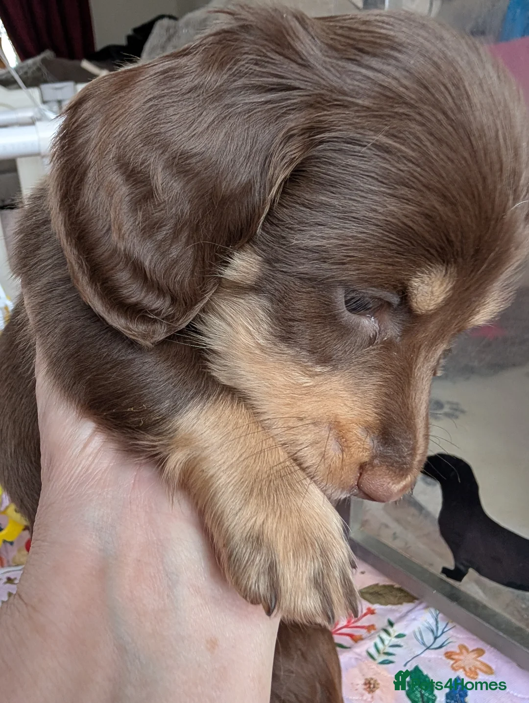 Miniature Dachshund dogs for sale: KC LH stunning boy  - Advert 3
