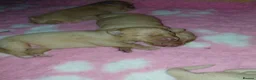 Labrador Retriever dogs for sale: Kc Registered Fox Red Labradors - Champion Lines - Advert 9