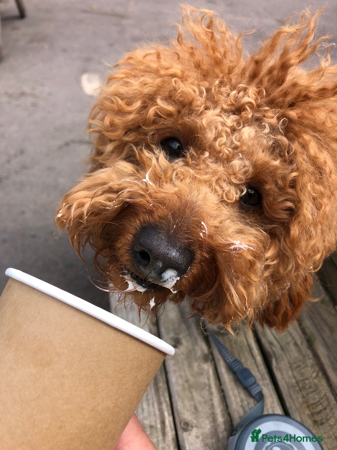 Miniature Poodle dogs for stud: Rufus  - Advert 17