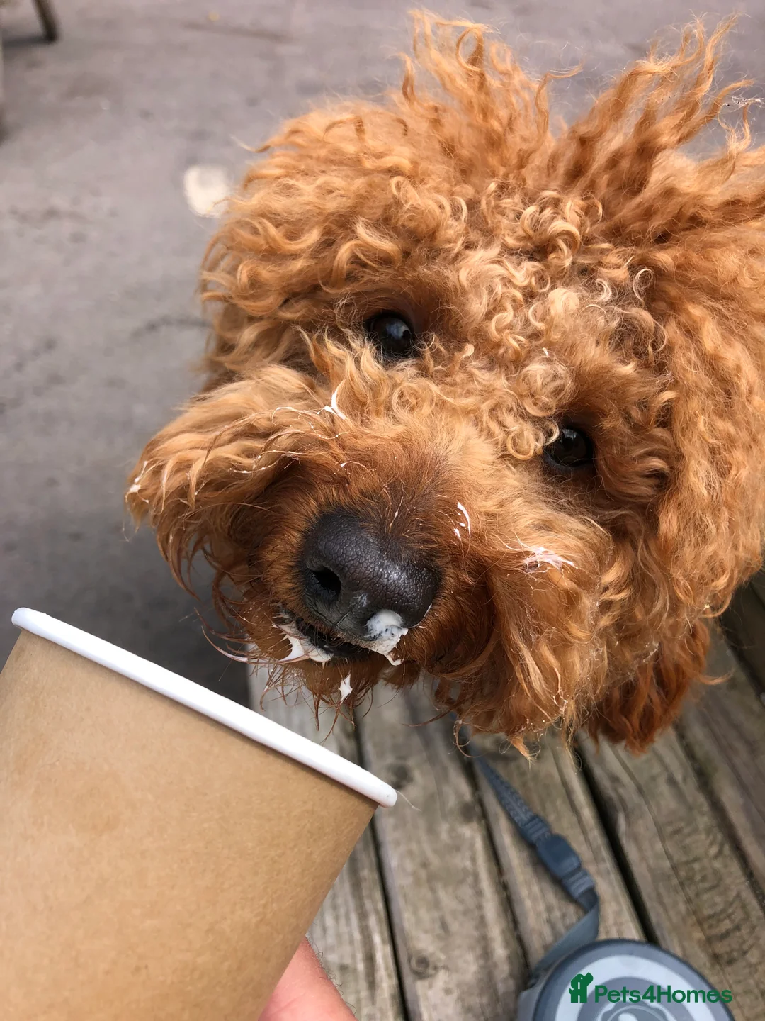 Miniature Poodle dogs for stud: Rufus  - Advert 17