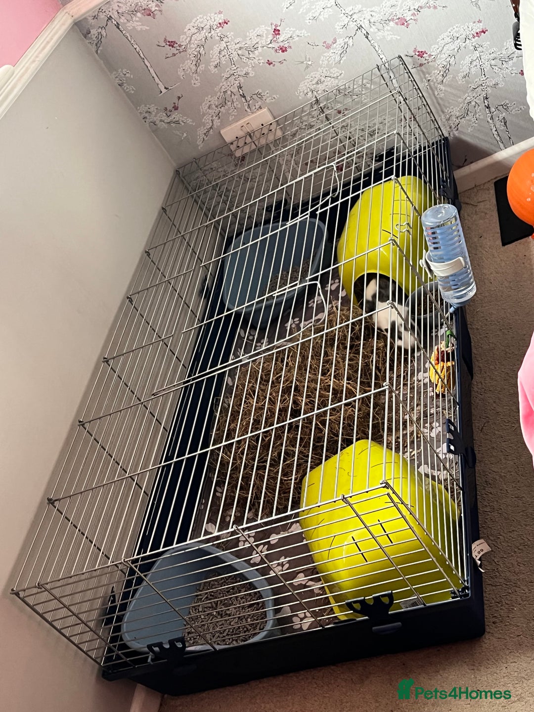 Guinea Pig rodents for sale: Male guinea pigs with cage and accessories  - Image 15