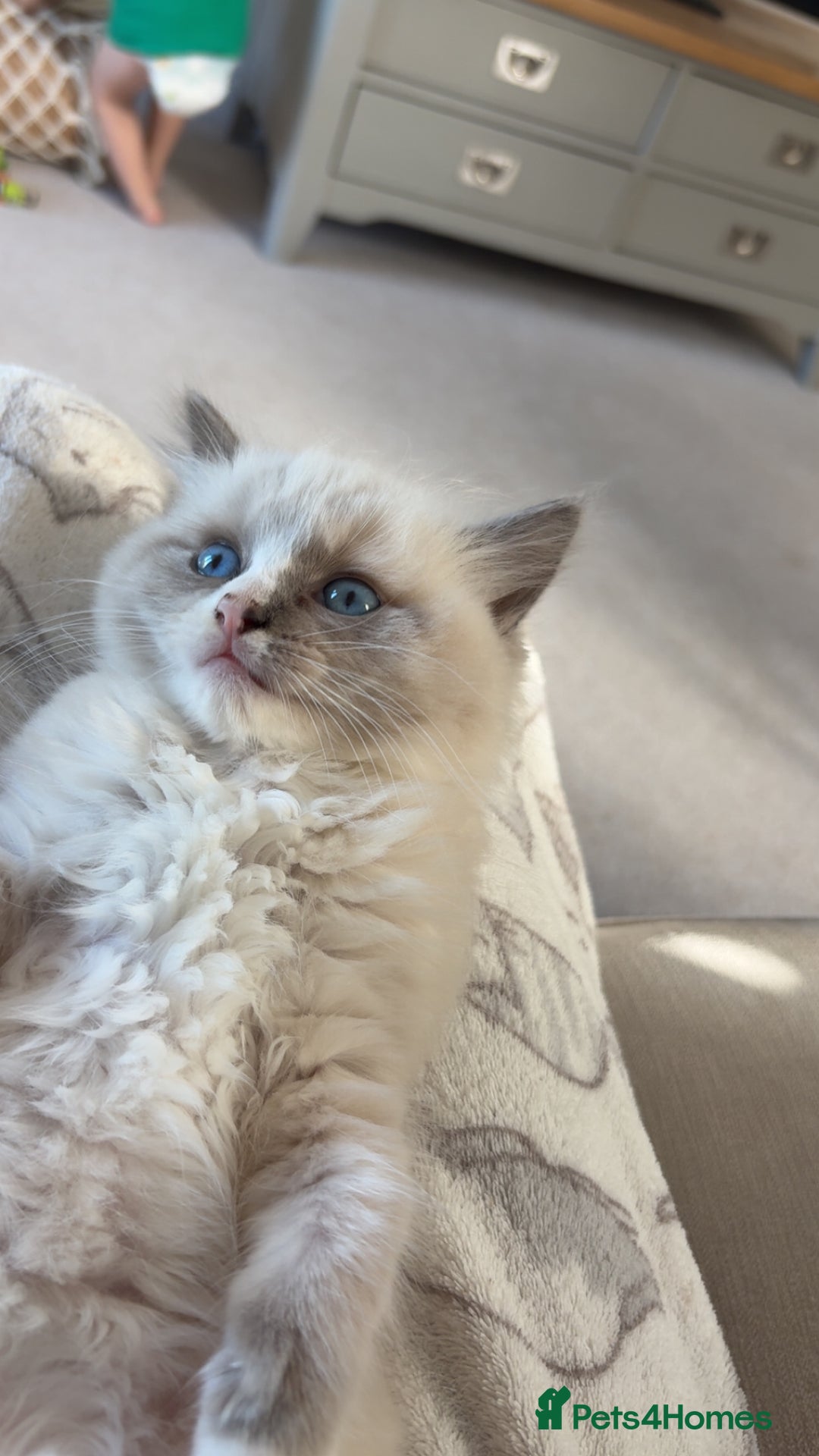 Ragdoll cats for sale: Rehoming Milo - Our beloved Kitten - Image 3