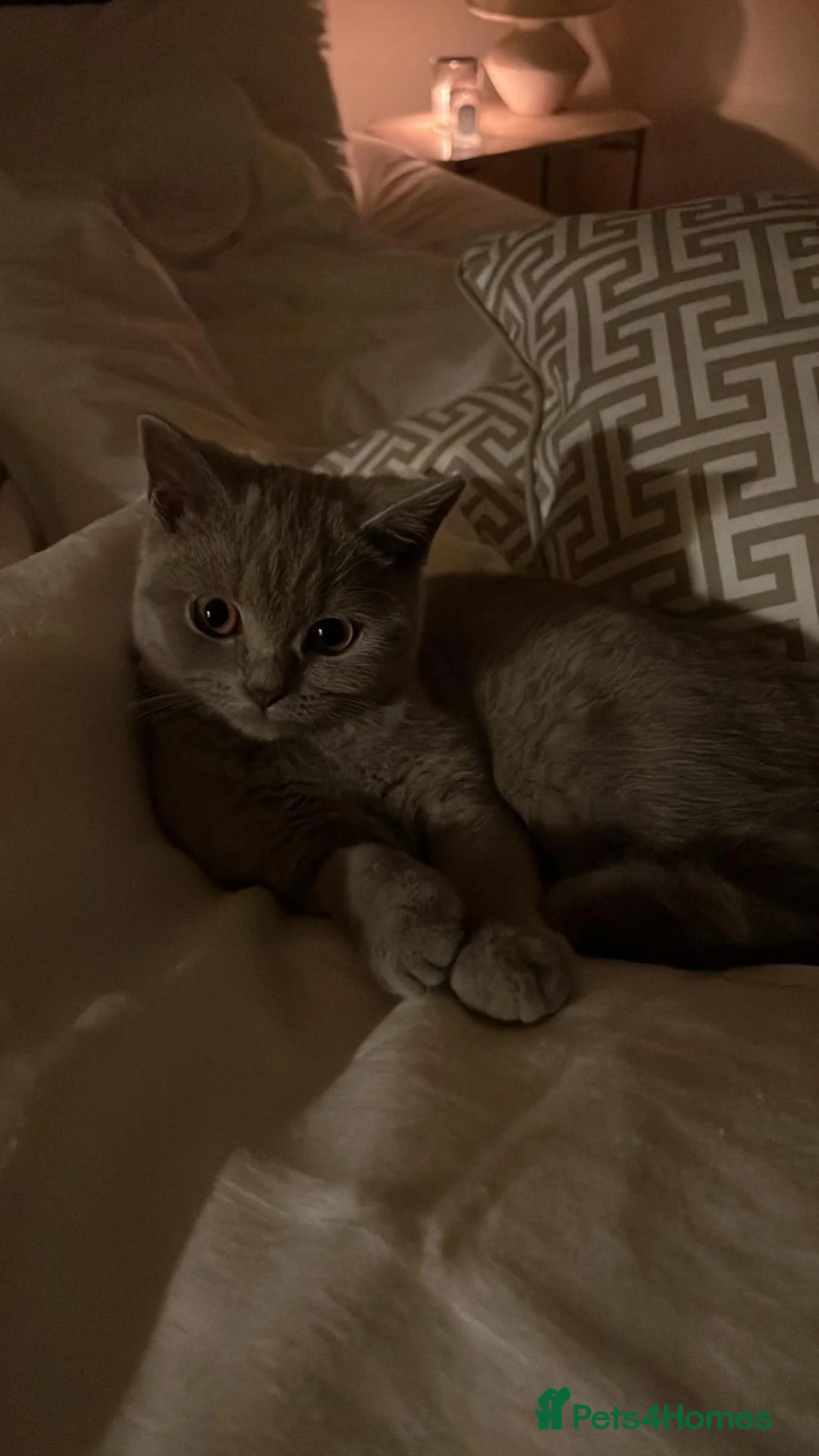 British Shorthair cats for sale: The most beautiful full grey British shorthair. - Advert 3