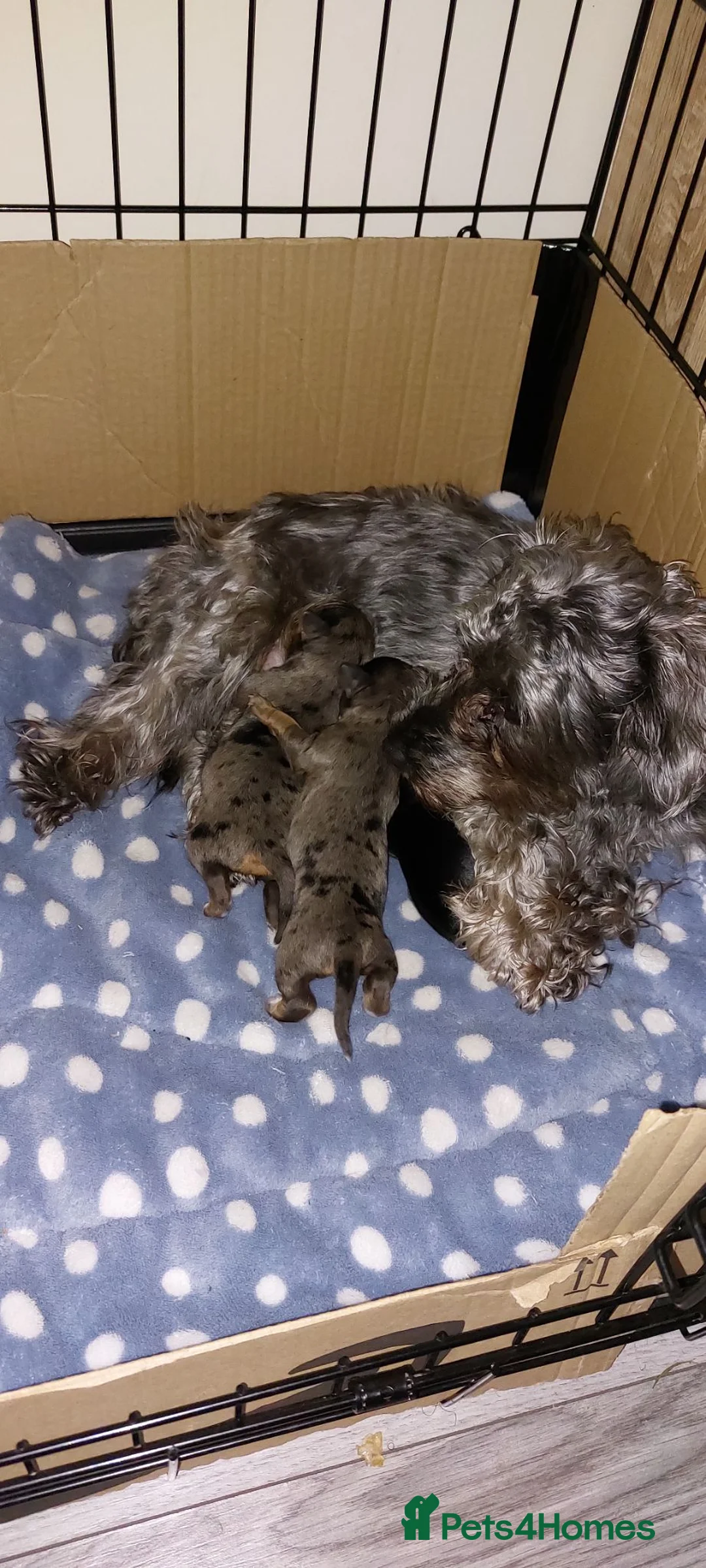 Mixed Breed dogs for sale: Small Mixed Breed Puppies - Advert 5