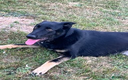 German Shepherd dogs for sale: Gadar - Image 3