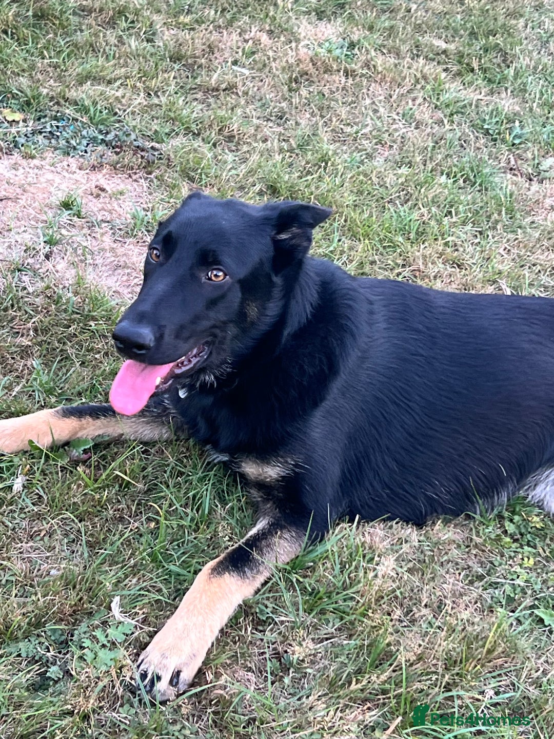 German Shepherd dogs for sale: Gadar - Image 3