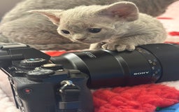 Devon Rex cats for sale: Ravel 💜male Devon Rex available  - Image 16