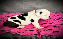 Old Tyme Bulldog dogs for sale: 🩷🩷Old Tyme Bulldog Puppies🩷🩷 - Image 3