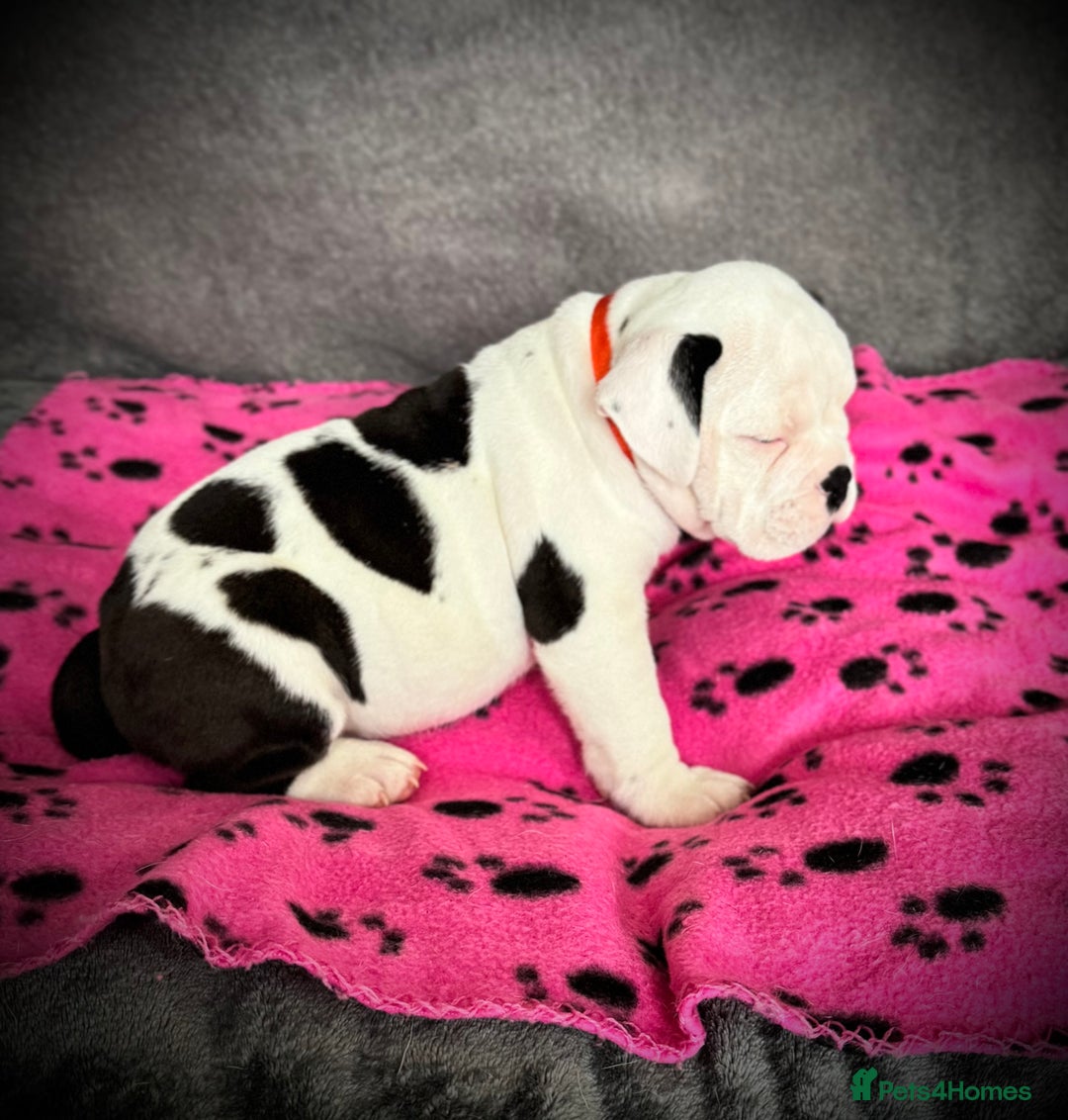 Old Tyme Bulldog dogs for sale: 🩷🩷Old Tyme Bulldog Puppies🩷🩷 - Image 3