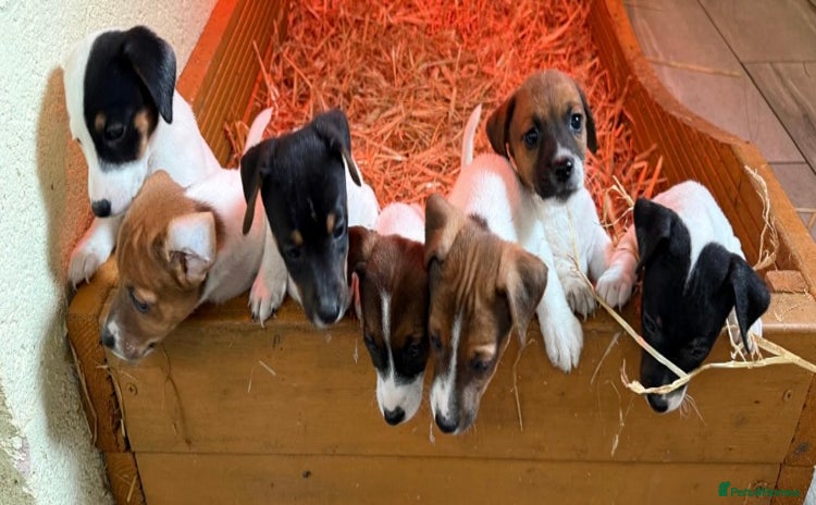 Jack Russell dogs - Advert 1