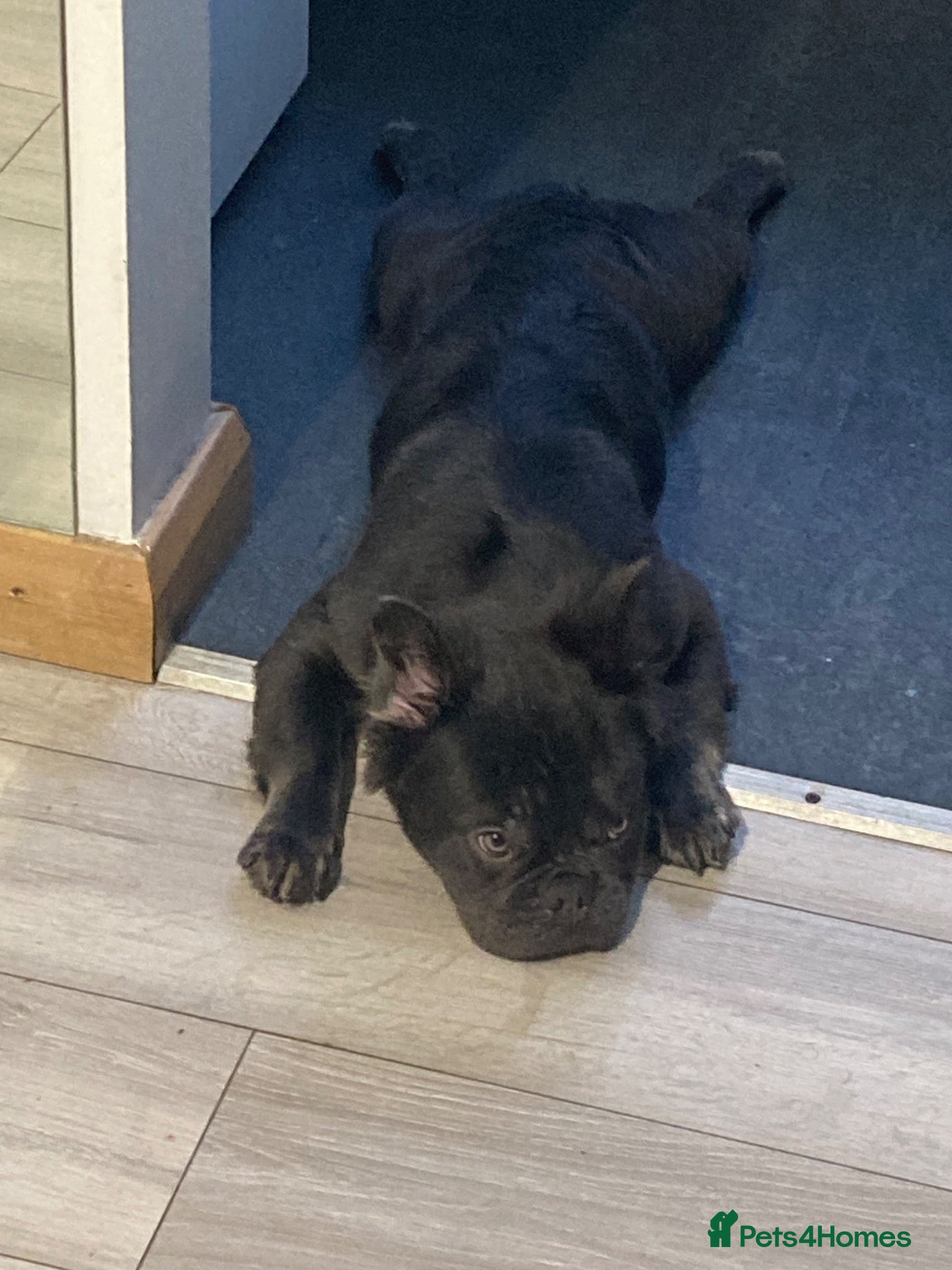 French Bulldog dogs Knight Konan ready to stud  - Advert 2