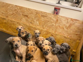 Great Dane dogs Ready to leave! Champion KC Great Dane puppies - Advert 1