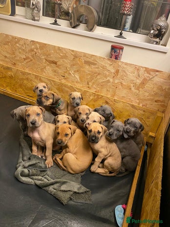 Great Dane dogs - Advert 6