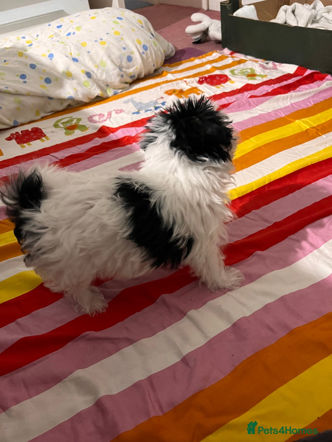 Morkie dogs for sale: Adorable Morkie Girl Puppy! - Image 5